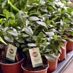 Fikus ženšenový (Ficus microcarpa) ‘GINSENG RETUSA’ - výška 15-20 cm, Ø 20-30 cm, kont. C1L